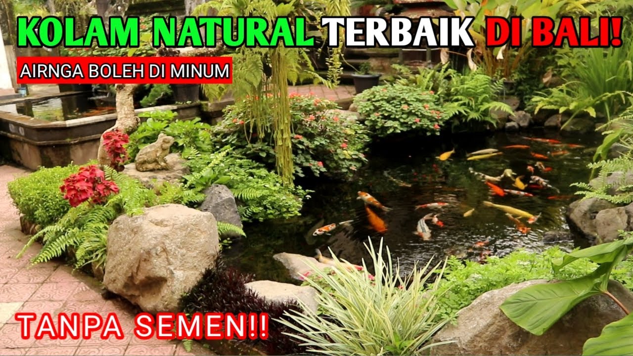 KOLAM KOI NATURAL TERBAIK DI BALI#KOLAMKOI#IKANKOI#IKANHIAS#NATURALKOIPOND#KOI#IKANKOI#KOIBALI#
