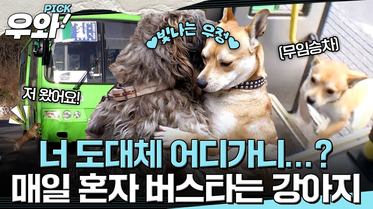 [⭐‍️#우와픽] 난 오늘도 너에게로....🚌 주인도 없이 매일 혼자 버스타는 강아지의 사연은?🐕  #순간포착세상에이런일이 #우와한비디오 #우와픽