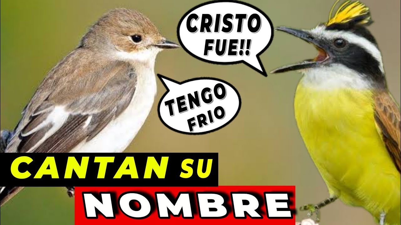 10 AVES QUE CANTAN SU PROPIO NOMBRE ¡No Podras Creerlo! 🤯