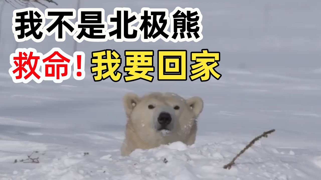 黑熊得了白化病有多倒霉？竟被当作北极熊，送到北极-40℃