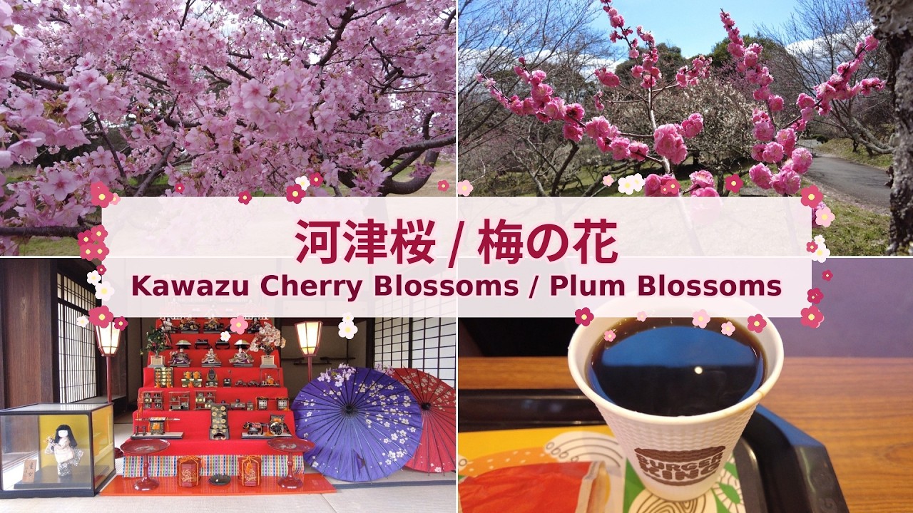 河津桜と梅の花 Kawazu Cherry Blossoms & Plum Blossoms | Japan (2026)