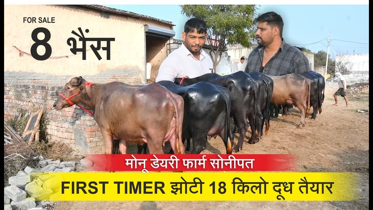 Первый раз Джхотти 18 кг, готов к молоку || 8 буйволов || Monu Dairy Farm Sonipat