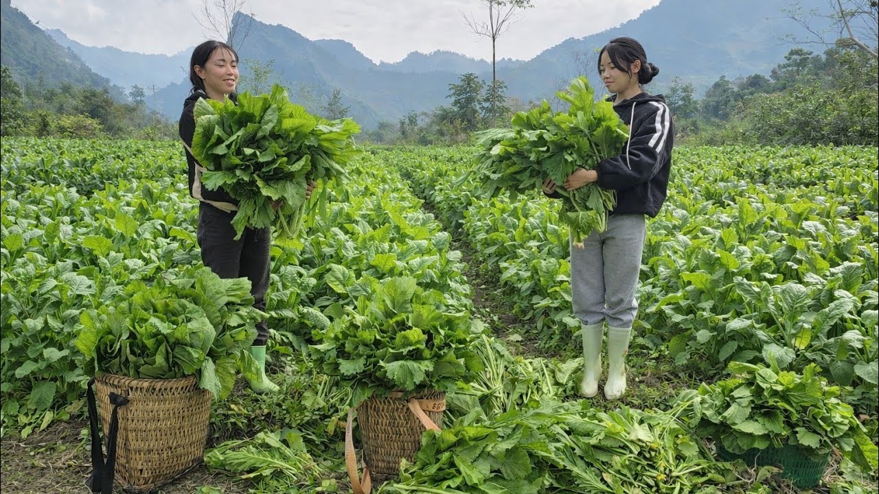 Harvesting vegetables | Pickled vegetables & Country-style cabbage leaf cakes