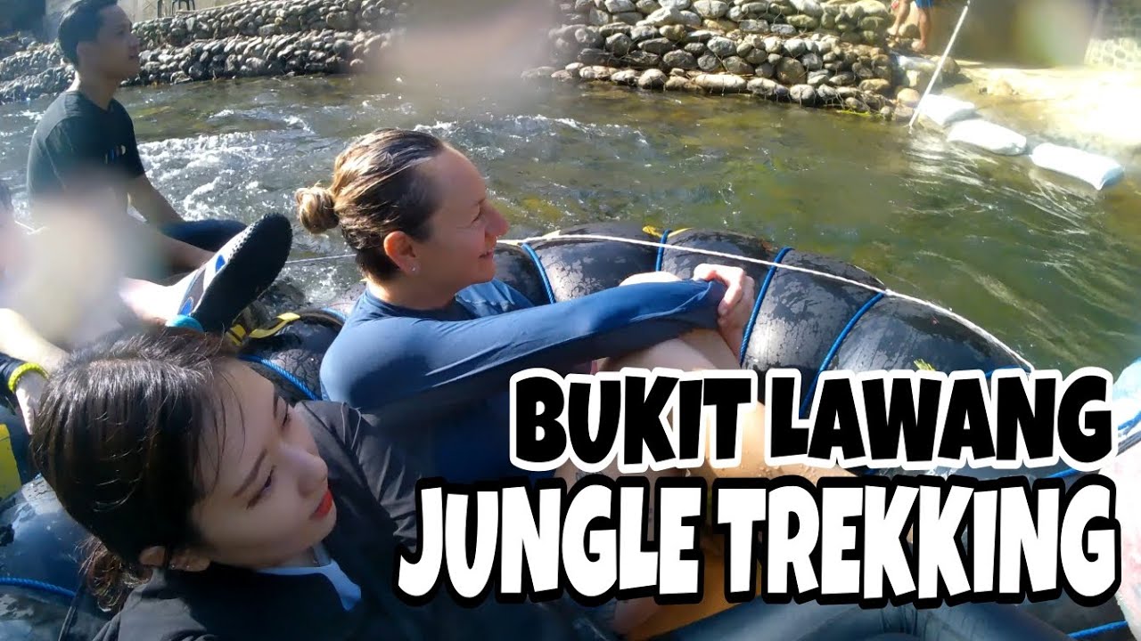 MASUK KE HUTAN UNTUK BERTEMU ORANGUTAN - BUKIT LAWANG, SUMATERA (2)