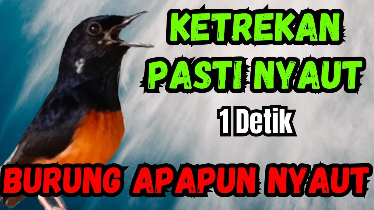 MEMANCING EMOSI MURAI DENGAN KETREKAN KASAR MURAI BATU JADIKAN MURAI BATIU CEPAT BUNYI GACOR EMOSI