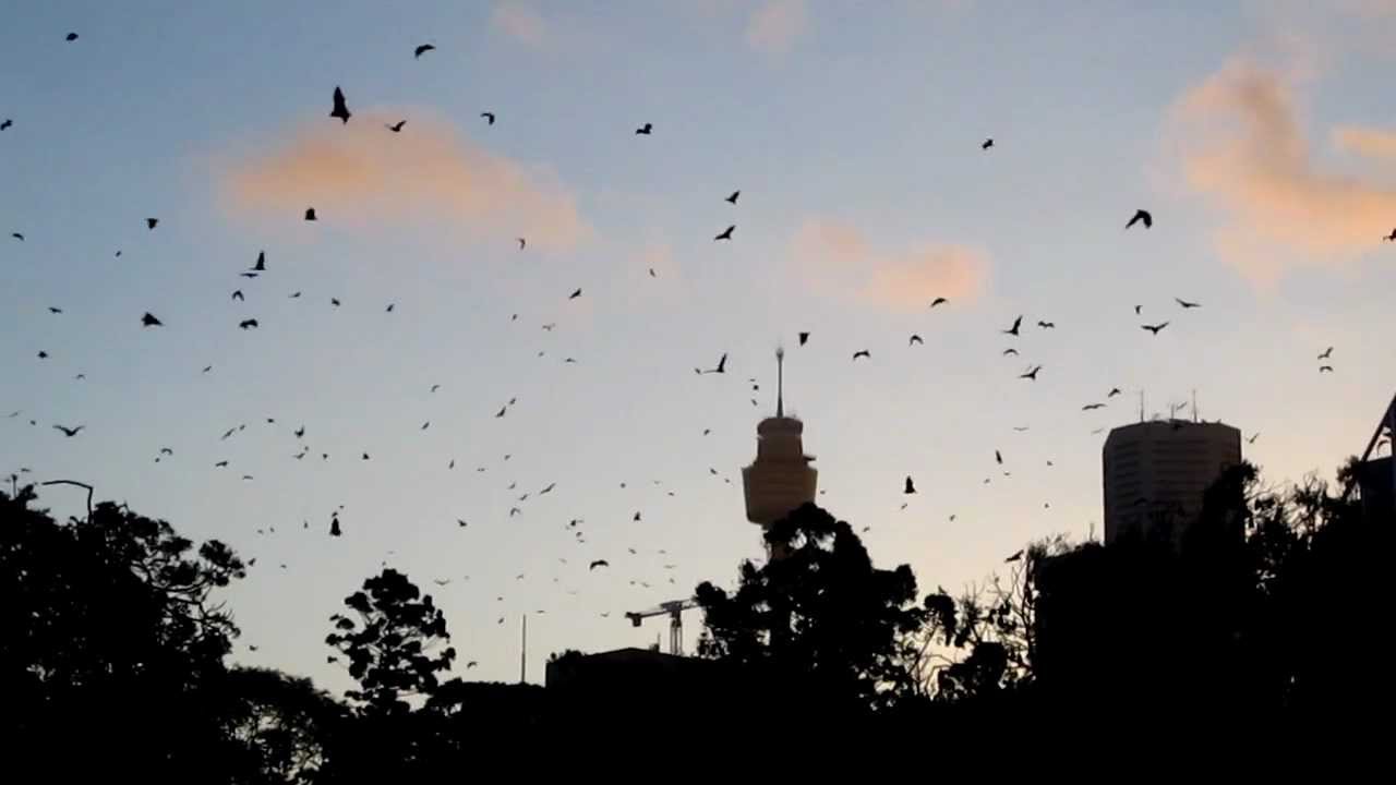 Flying Fox/Fruit Bat Frenzy Sydney, Australia Part 2.MOV