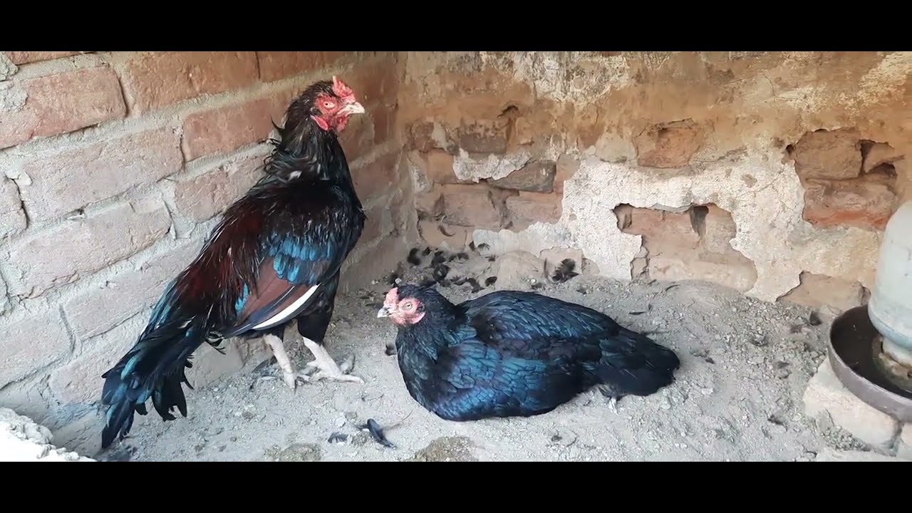 November 22, 2025 Amroha Aseel Farm Rawalpindi update #mianwaliaseel #amrohaaseel #aseel @asfarms 