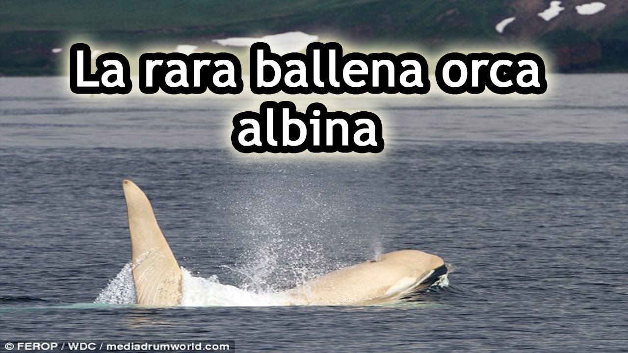 La rara ballena orca albina