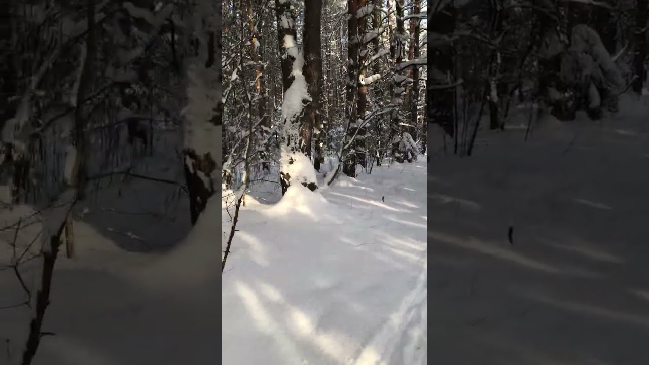 Winter walk in woodland. Cold weather -15