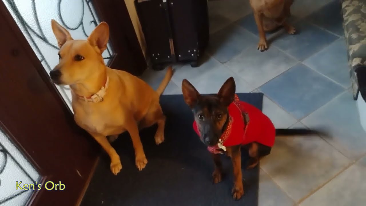 Apprentice, Carolina dog, American dingo, Taiwan dog, FMD, Formosan Mountain Dog and Sunny .