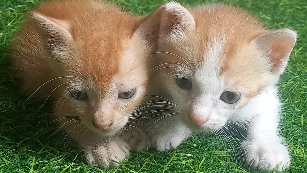 Tingkah Anak Bayi Kucing Lucu Comel Ngegemesin || funny cat baby 