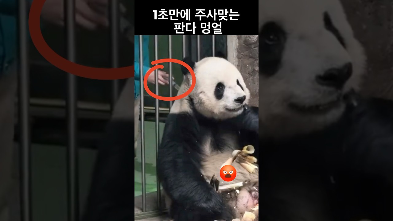 1초만에 주사 맞는 판다 멍얼 #panda #大熊猫萌二 #萌二 #Meng Er #판다 멍얼 #멍얼