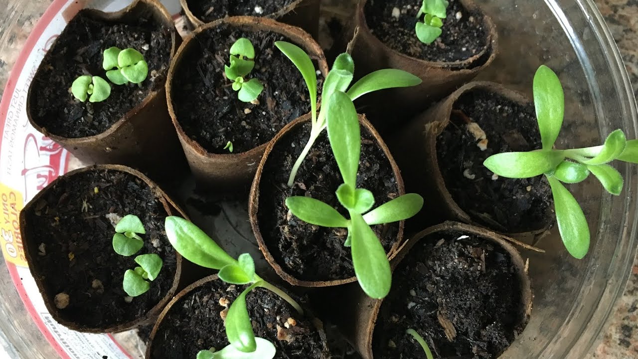 How To Transplant Seedlings - Basil & Calendula Weeks 3 to 9