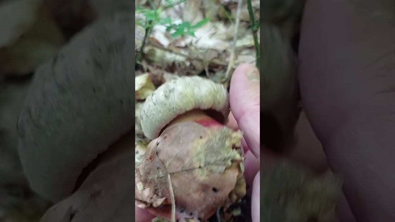 Boletus Satan&aacute;s 🍄 🍄 Boleto de Satan&aacute;s, Sat&aacute;n onddo, Matagent, Mataparent, Corvall del Demini. Mortal