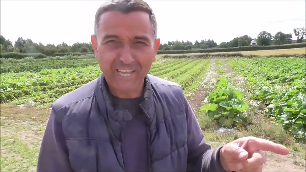 Meet Bulgarian Nicki Grow/Pick Your Own Ballyhenry rd Scrabo