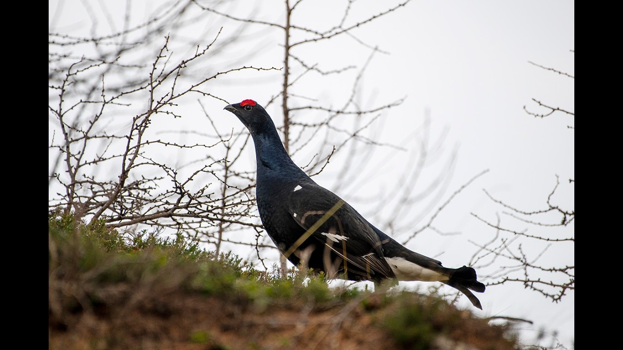 The black grouse (Lyrurus tetrix)