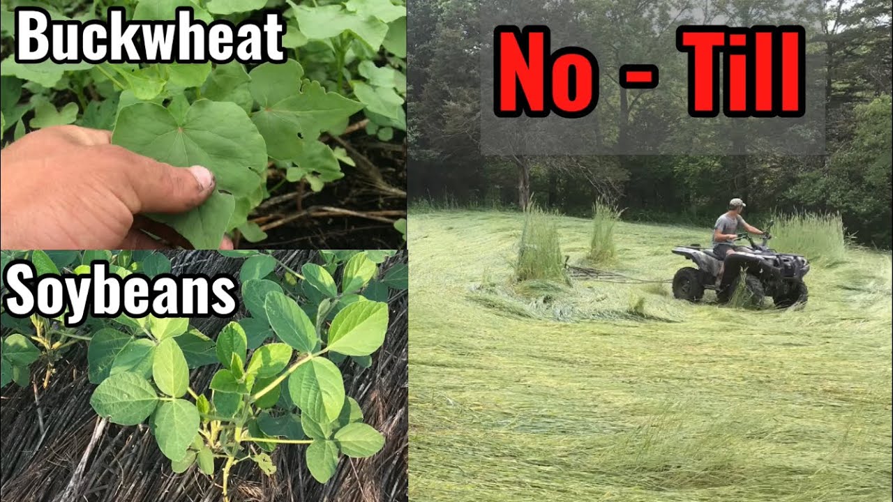 No Till Planting Soybeans and Buckwheat
