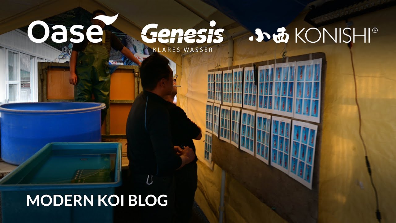 Modern Koi Blog #5682 - Live aus Japan: Die genialen Nisai aus Kyonozu