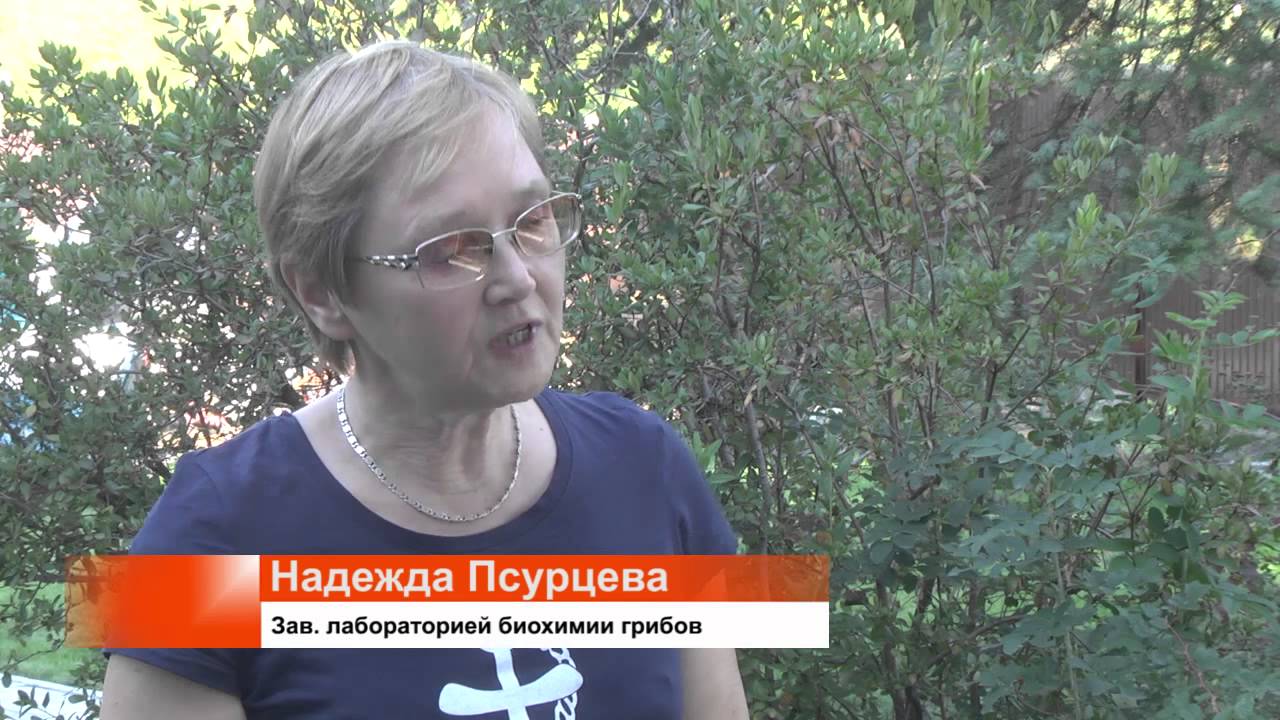Микологи ботанического института имени Комарова РАН в Саяно-Шушенском биосферном заповеднике.