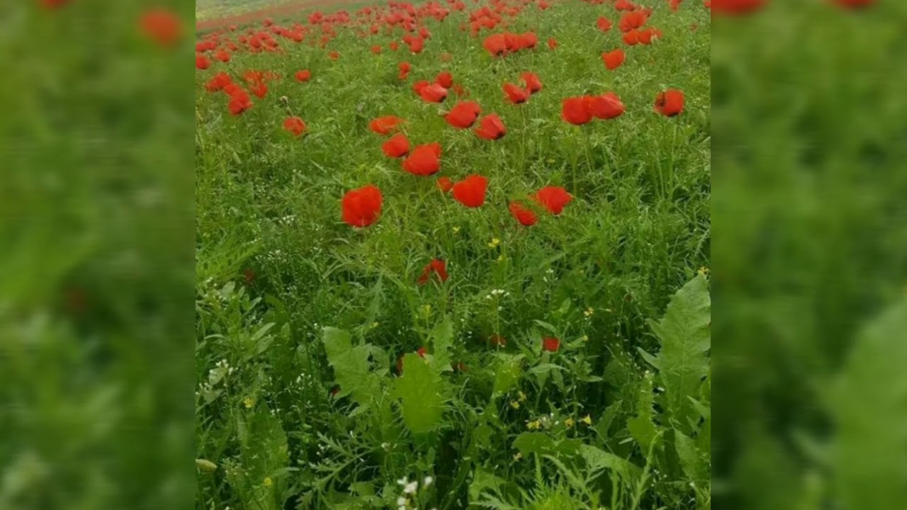 Тахта базар Tagta bazar посёлок городского типа.