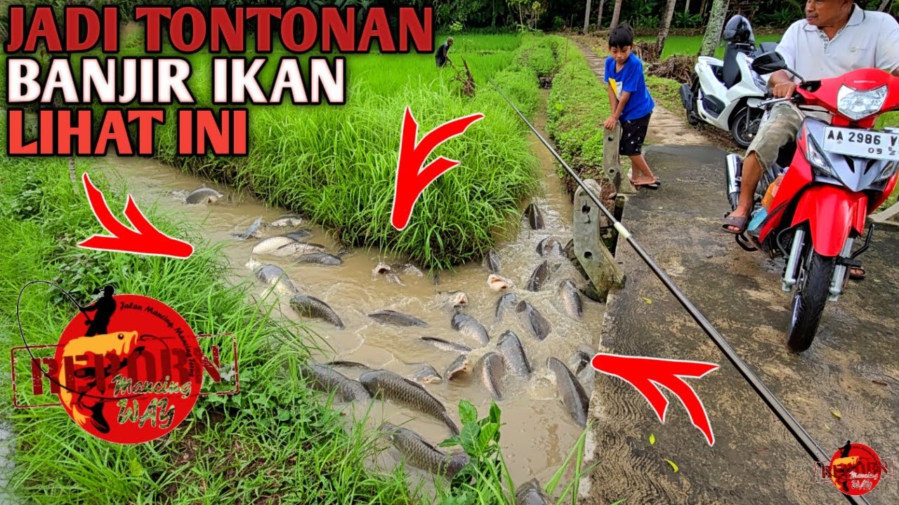BANJIR IKAN HEBOH...!!! Jadi Tontonan Banjir Ikan Auto Panen Ikan Sampai Di Tonton Orang Orang
