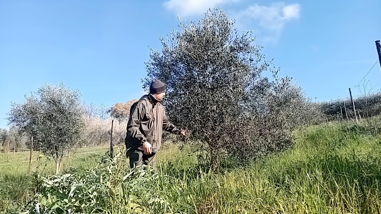 Potatura del giovane oliveto: alza le tue piante, ma non toccare la frasca!