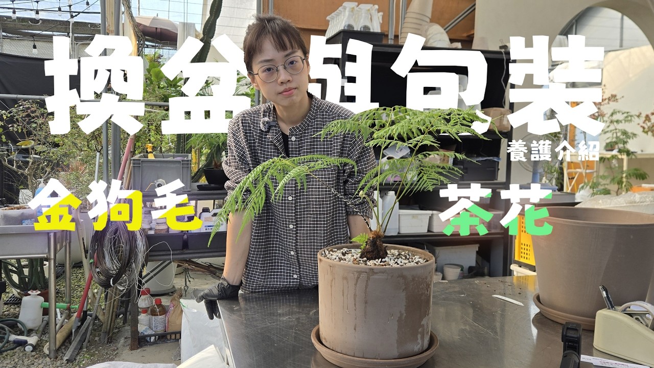 【茶花&金狗毛】養護、包裝、換盆教學三件套通通有 !