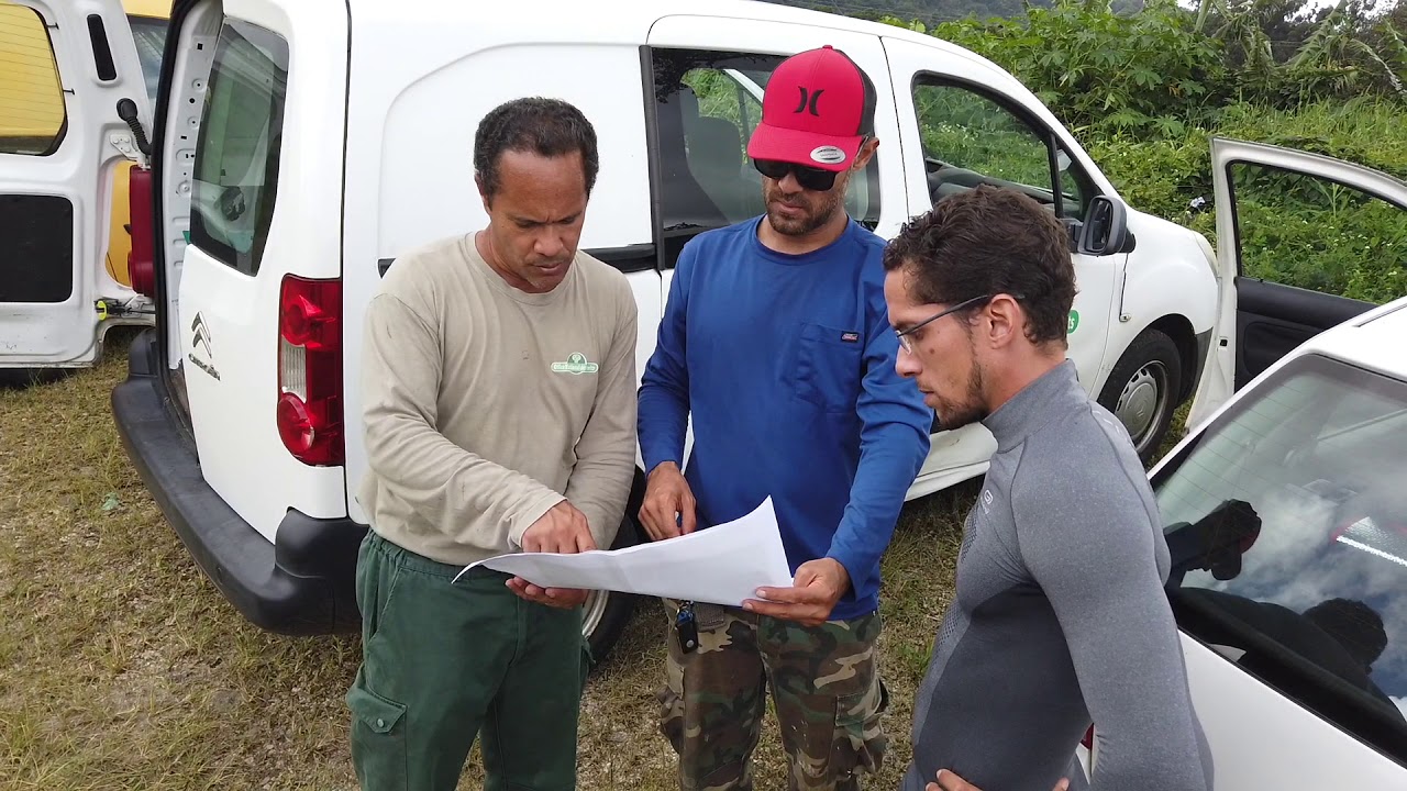 Guadeloupe : l'ONF lutte contre le miconia calvescens, une espèce exotique envahissante