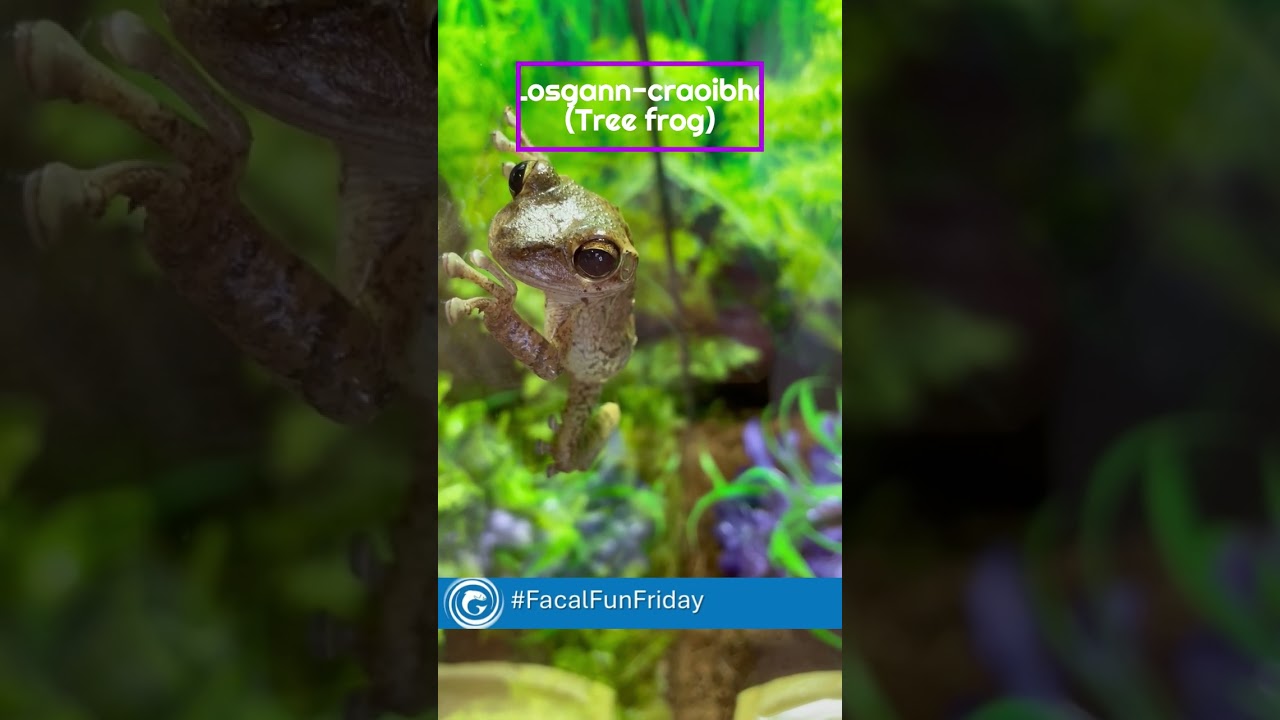 Treefrog is Losgann-craoibhe in Gaelic.
