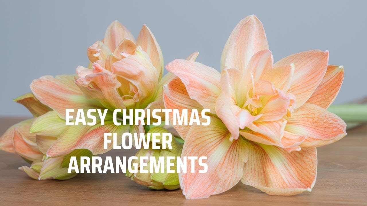 Easy Christmas flower arrangements with Amaryllis