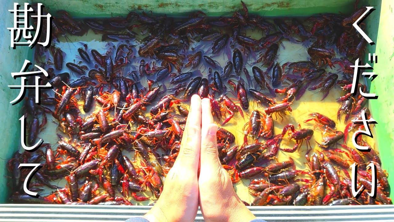 助けてください…ザリガニの繁殖力が異常すぎて駆除が間に合いません