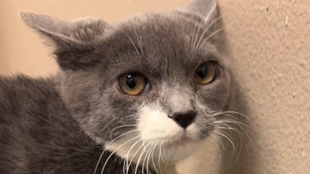 This cat was called 'mean.' Then he met my husband.