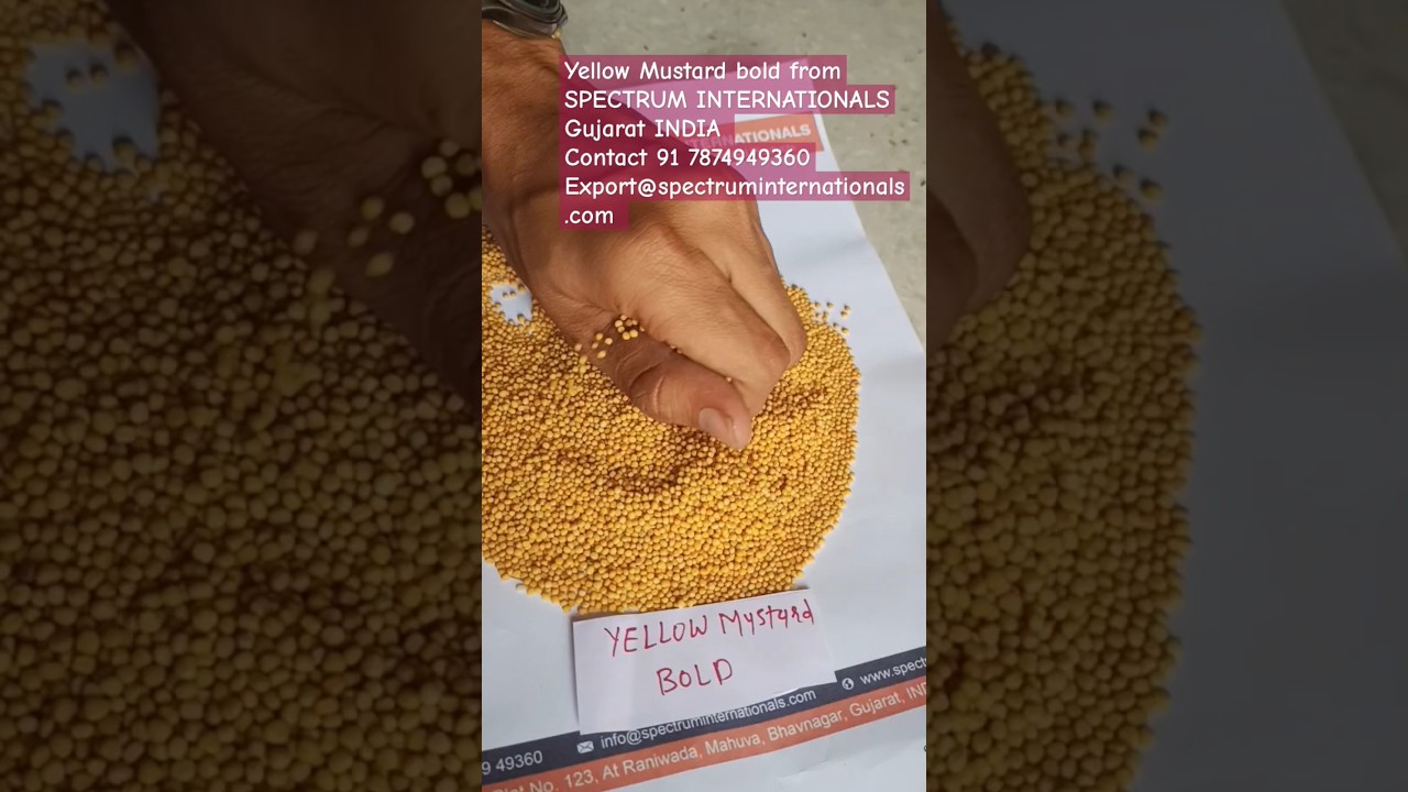 Yellow Mustard Seed from SPECTRUM INTERNATIONALS Gujarat INDIA