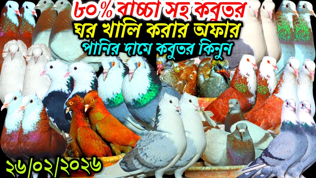 ৮০% বাচ্চা সহ কবুতর ঘর খালি করার অফার পানির দামে বিক্রি হবে খামার থেকে ফেন্সি রেসার গোল্লা কবুতর