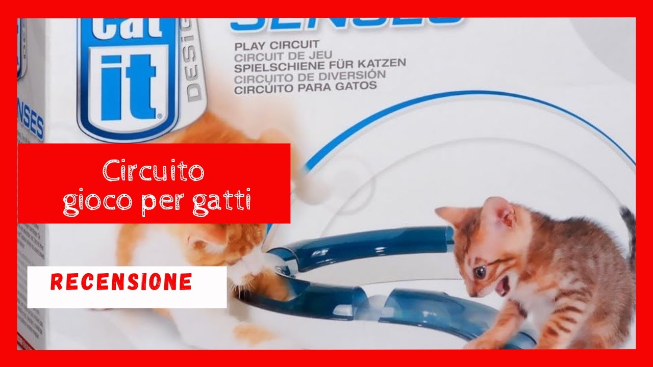 Circuito di Gioco per gatti 
