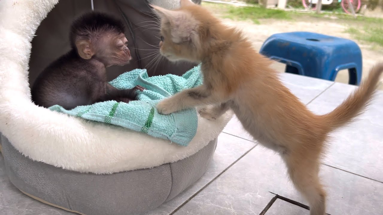 baby kitten and baby monkey interacting