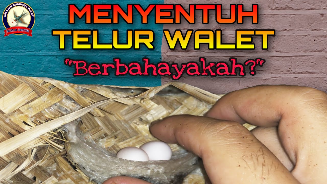 Menyentuh Telur Walet, Berbahayakah? #TelurWalet