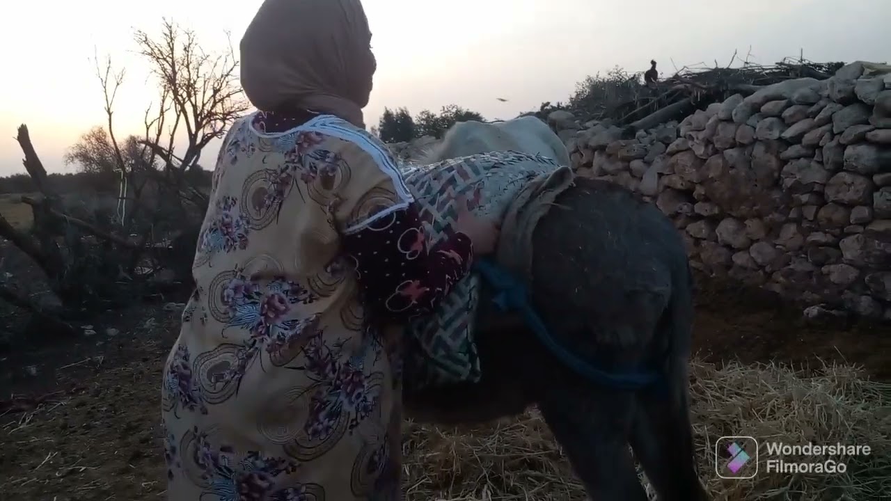 جديد ركوب الحمار 🤣🤣🤣طحت🤣