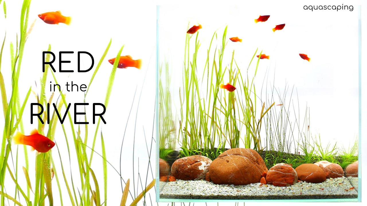 Aquascaping RED IN THE RIVER / Simple Dwarf Red Coral Platy Aquarium