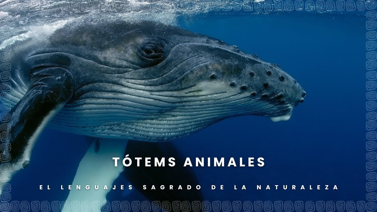 Ballena como Animal de Poder - Mensaje Espiritual de la Ballena