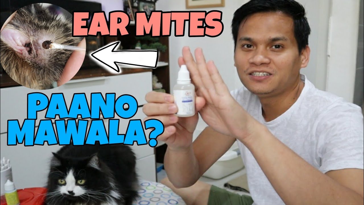 PAANO MAWALA ANG EAR MITES NG PUSA | PAANO LINISIN ANG TAINGA NG PUSA | HOW TO TREAT CAT EAR MITES