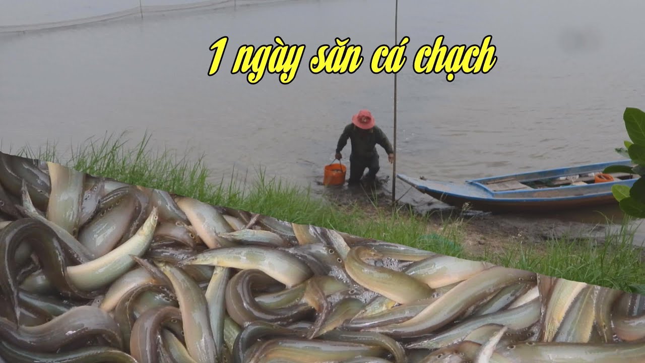 Mekong  - 1 ngày săn cá chạch trên cánh đồng mùa nước nổi