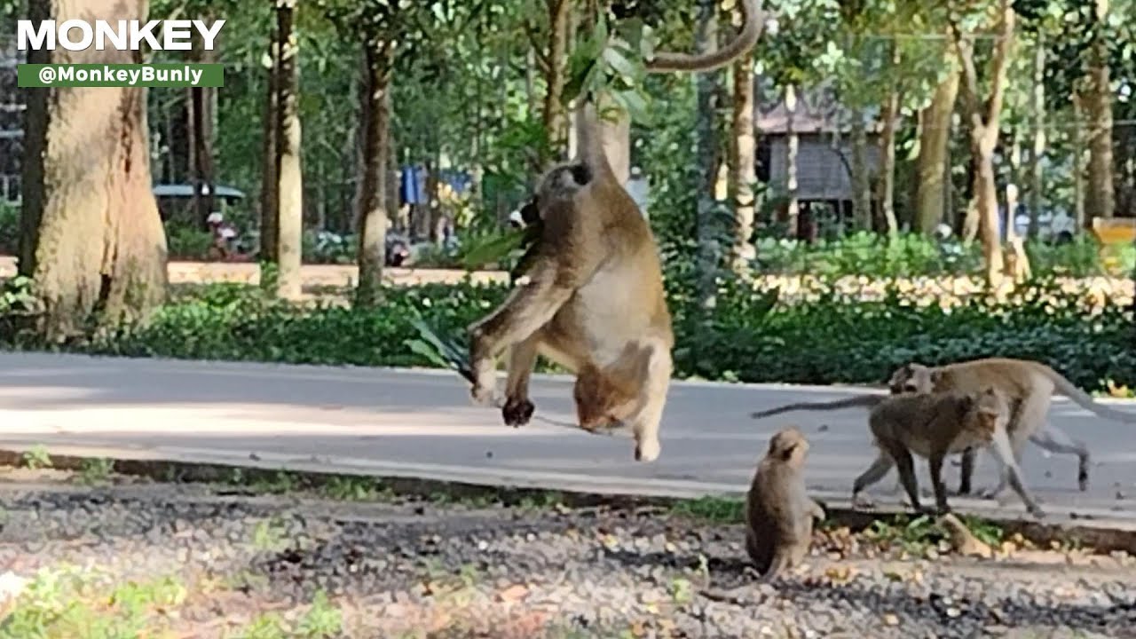 AMAZING BABY SWINGS FROM THE TREE | GORGEOUS ALL BABIES MONKEY | MOHANOKOR GROUP