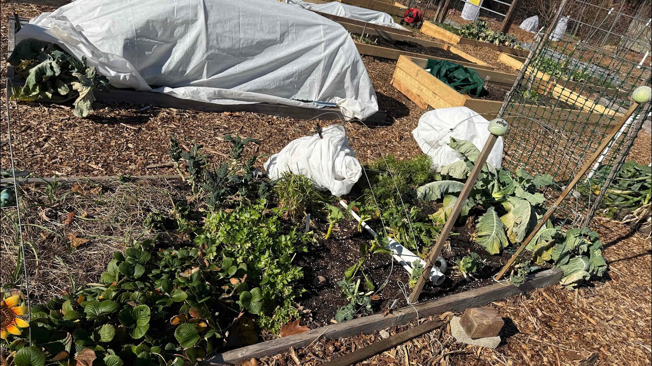 ASMR Winter Community Garden: Frosty Harvest, Compost, Slow Living #ASMRSounds