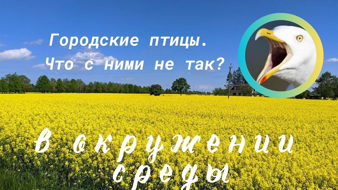 Городские птицы - что с ними не так?