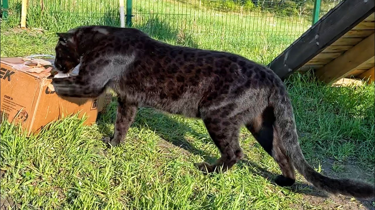 Распаковка с пантерой Луной и Вензой 😸