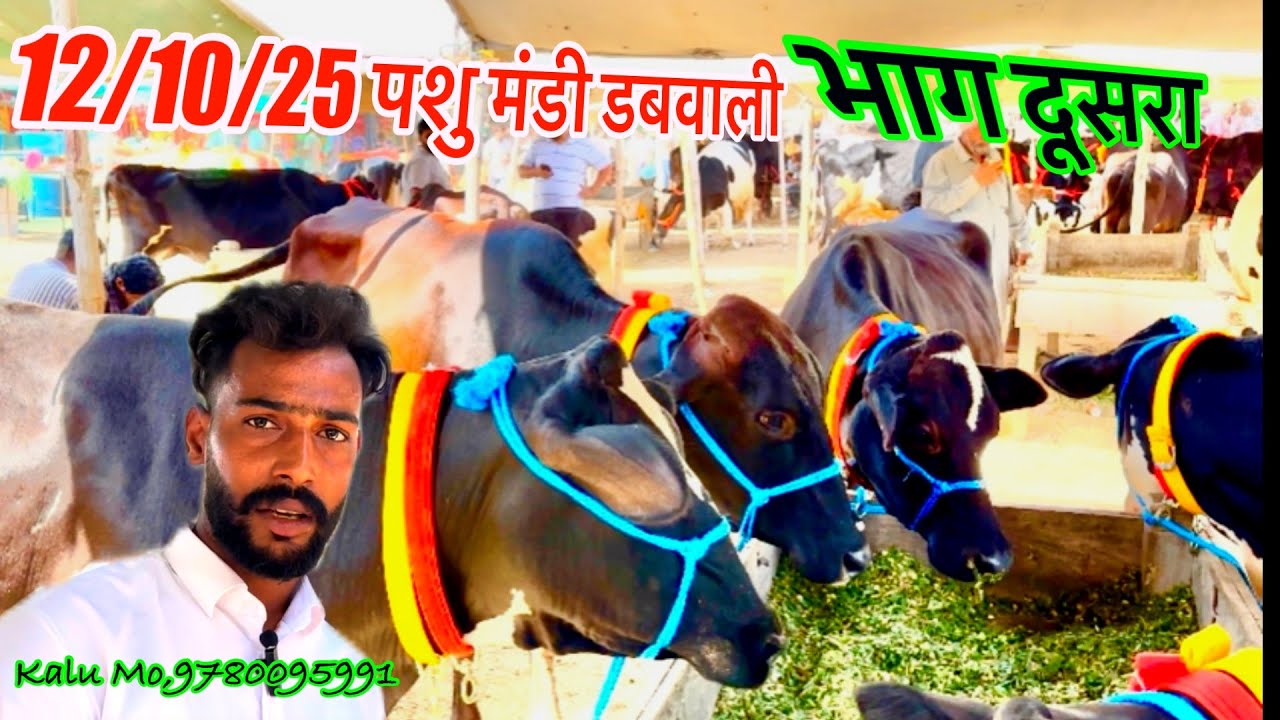 12/10/24 पशु मंडी डबवाली (भाग दूसरा) 55,000 हज़ार में ख़रीदो 14 लीटर दूध वाली 7 Hf गाय बिकाऊ Dabwali