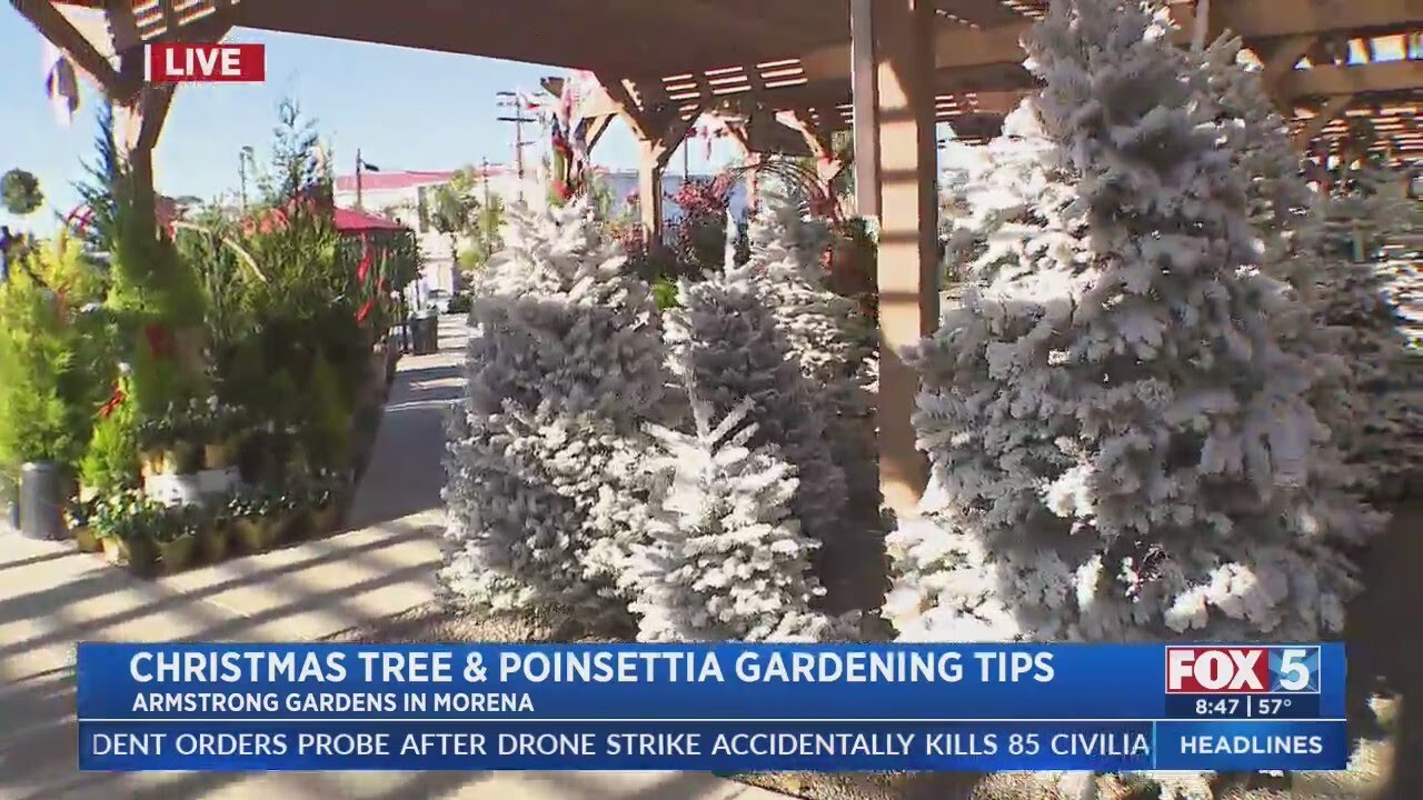 Christmas Tree and Poinsettia Gardening Tips