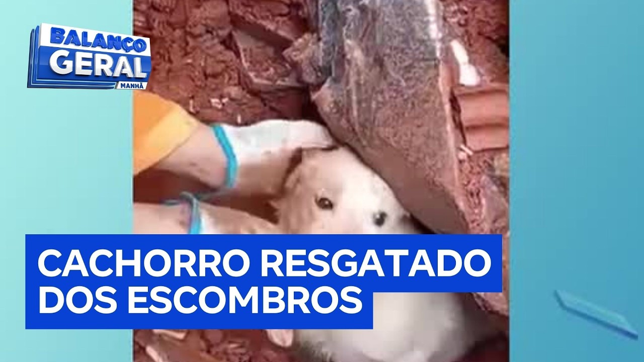 Bombeiros resgatam cachorro preso sob escombros de imóvel que desabou em Juiz de Fora (MG)