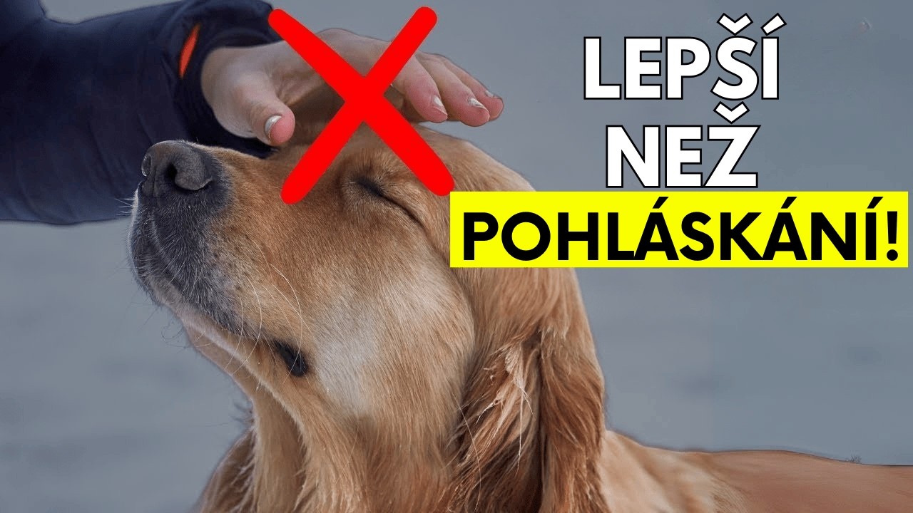 9 věcí, které váš pes miluje víc než mazlení!